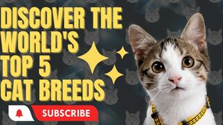 Discover the World's Top 5 Cat Breeds