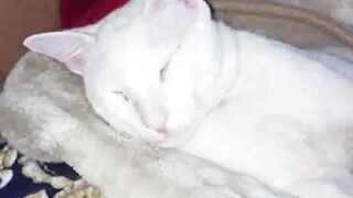 CUTE TOM ANIMAL CAT IN HOME FUNNY