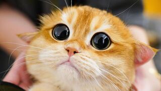Most Satisfying Dance Cat Video ????????????