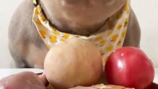 ???????????? Most satisfying Dog Eat  ????????????