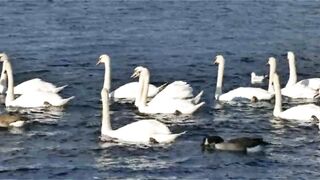 Swan Family Swimming In The Water Swans