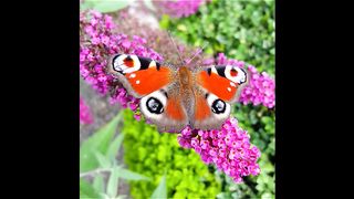Peacock Butterfly