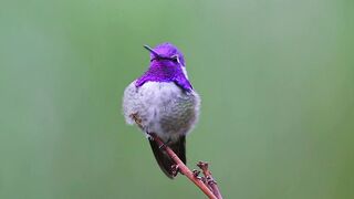Beautiful birds video for kids | birds videos