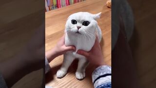 Funny cat Video Eveerrrrrr