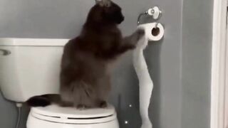 Funny cat Video Everrrr