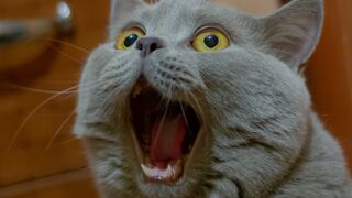 Cutie cat and funny cat