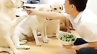 Funny dogs and man
