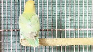 Lovrbirds