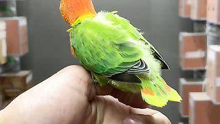 Love bird chick