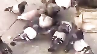 گھوڑے کی رحم دلی
