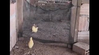 Spider Chicken