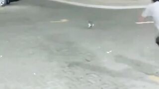 Funny Cat