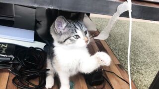 New Most funny cat videos 2023