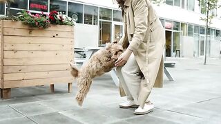 so cut pet video