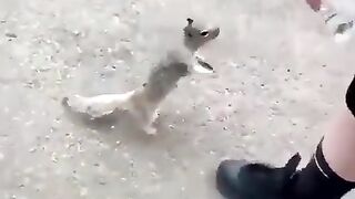 When the squirrel was thirsty