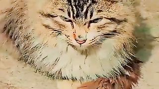 Beautiful cat