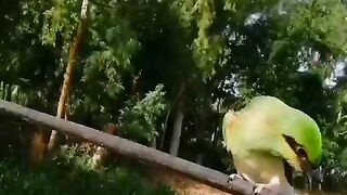 Green Bee eater birds