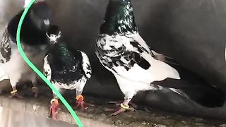 Parwazi kabootar
