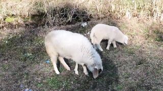 beatuyfull little sheep baby | beautiful sheep baby | #بھیڑ  sheep farming kashmir.