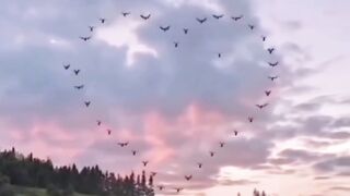 Bird flying