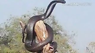 VID-20190510-WA0092 2023