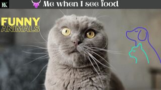 Funny Cat Fight Compilation Video | 4K | EPIC CAT FIGHTS | REAL SOUND