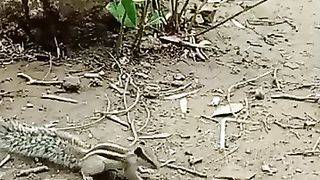 Squirrel is Dancing