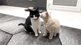 Cats Cute and funny  Video Compilation