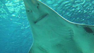 Underwater Footage and Video Natural Relaxing music with cute animals