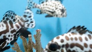 Relaxing music with cute animals