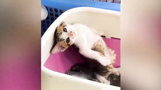 Funny Animals, Funny Cats, Funny Dogs, Funny Pets, Funniest Cats 2023