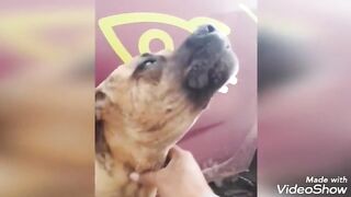 Funny dogs