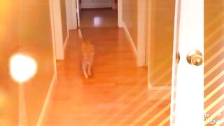 Funny cats