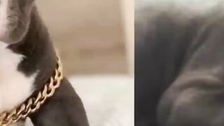 Information about pitbull dog.