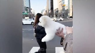 Funny Cats and Kittens Compilation