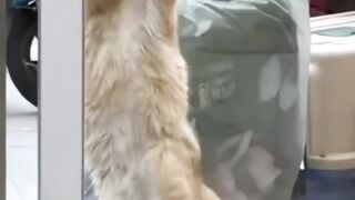 СМЕШНЫЕ ЖИВОТНЫЕ 2023 ❗???????? ПРИКОЛЫ С КОТАМИ, СОБАКАМИ
