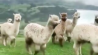Islamic video beautiful animal