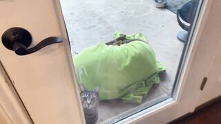 Rescued axis deer comes home when cold