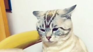 Cat & Dog Fight Compilation Video | 4K | EPIC CAT FIGHTS | REAL SOUND