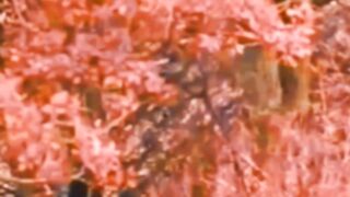 Aujee bey death scene|| Turgut killed Aujee bey