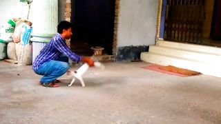 Funny little cats cute slow motion cats video