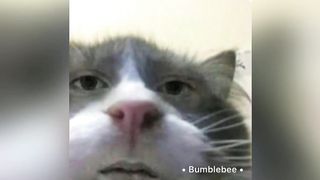 Cute cats videos funny videos