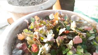 My. Growing. Corriander.