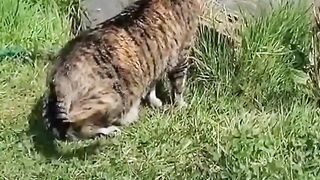 Funny Cats cute videos