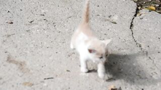 Cute cat video