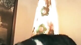 Cute Cats Funny Videos and their cute moments