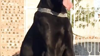 dog BEG DOG
