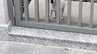 Puppy
