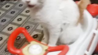 OMG! Cat driving wow