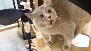 funny cats mon tututi .